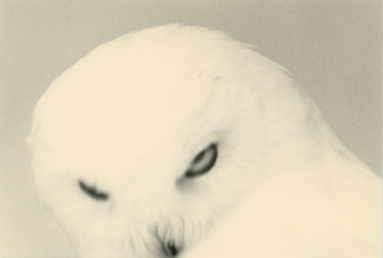 Yamamoto Masao abstract beauty